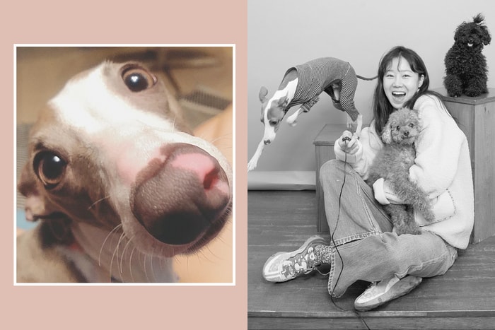 演藝圈數一數二愛狗成痴的明星，孔曉振與她的三隻愛犬：Mimi、Toto、Yozi！