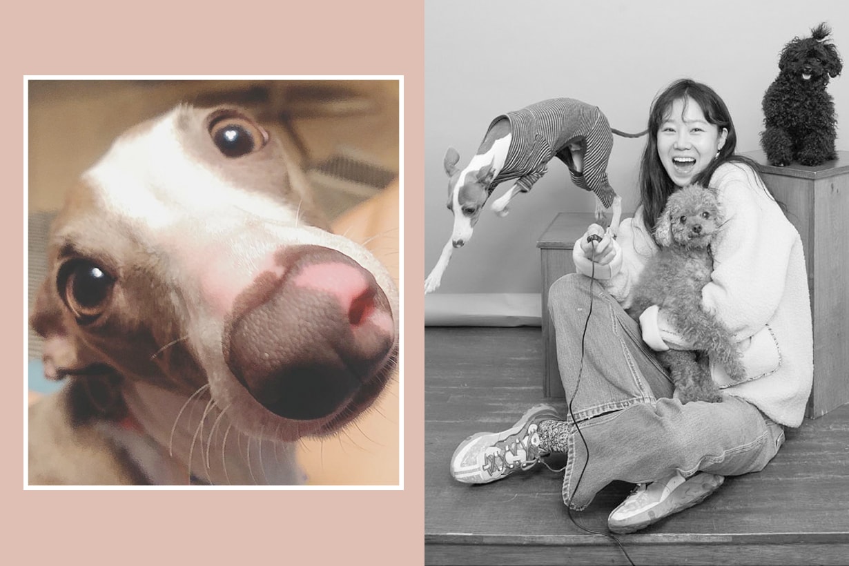 Gong Hyo Jin pet dogs yozi mimi toto instagram