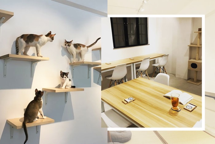 #POPBEE 動物專題：一訪人貓共享工作室「浪浪抱抱」，貓的故事不一定悲情
