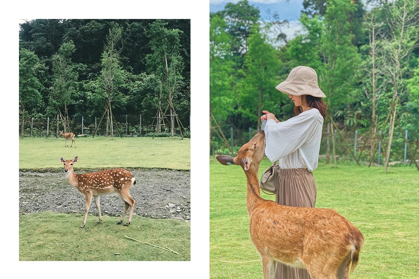 Taiwan Travel Yilan City Bambi Land Instagram