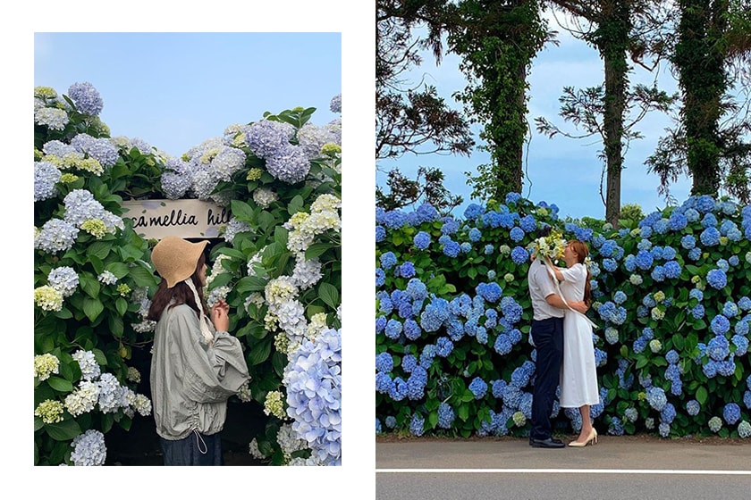 Korea Jeju Hydrangea Blue Flower Road Camellia Hill Travel