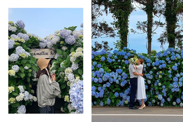 藍色花海再次洗版 Instagram：這次休假就和韓國女生一樣賞「繡球花」吧！