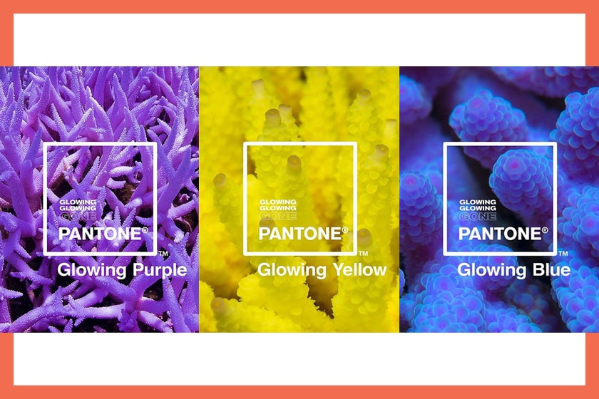 Pantone Unveils New Color Tones Based on Coral React to Climate Change Glowing Glowing Gone