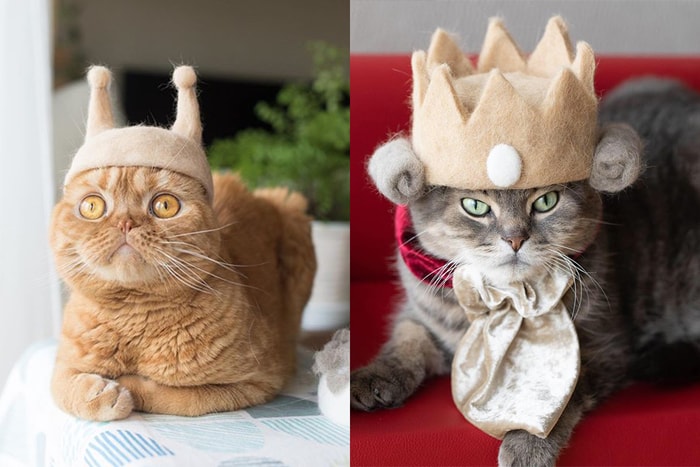 日本夫婦用貓主子的毛製作「貓毛帽子」，是要用可愛侵略地球了吧？