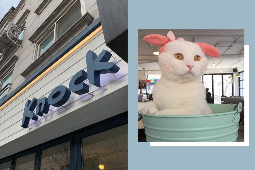 Knock coffee shop cat manager in a bucket