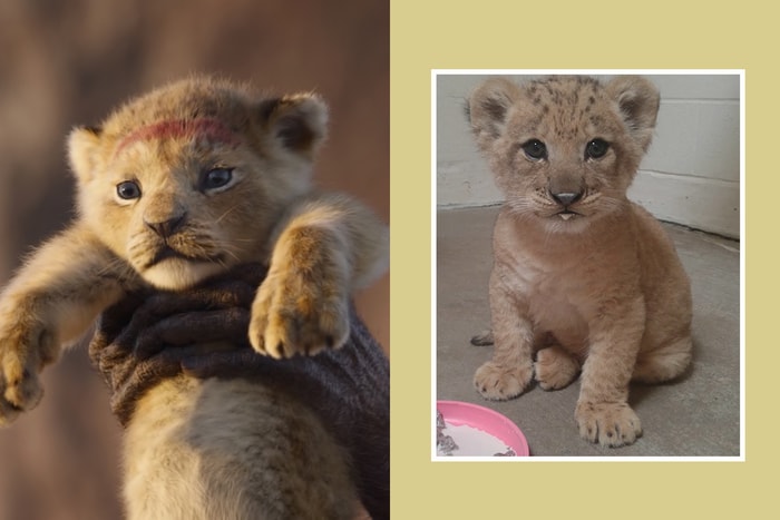 《獅子王》中真實版「辛巴」本尊曝光,超萌模樣令影迷表示:根本一模一樣!