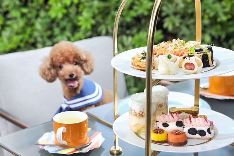 murray dog friendly afternoon tea