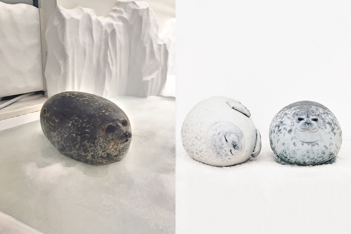 記得今夏大阪海遊館的「圓滾滾海豹」嗎?爆紅到推出超療癒抱枕!