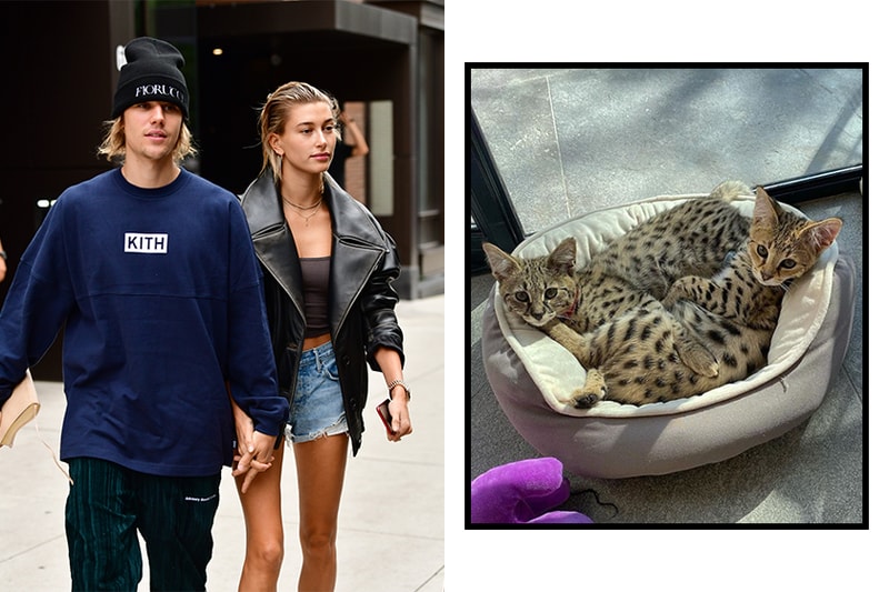 Justin Bieber defends buying designer kittens