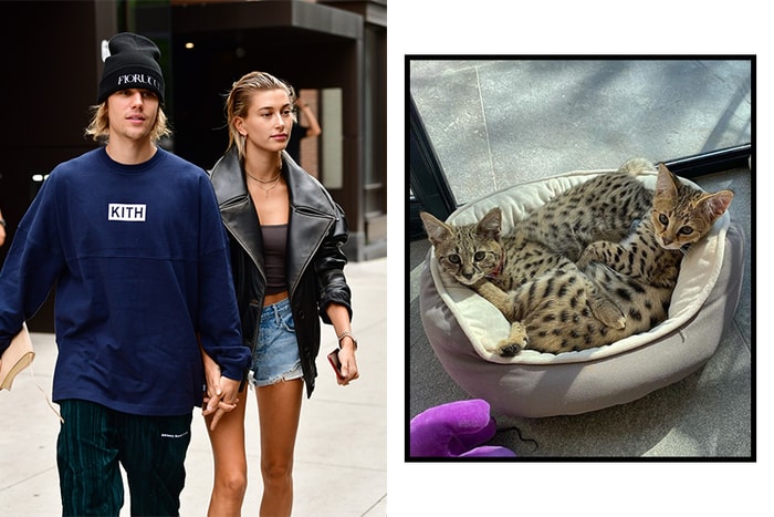 全因這兩隻小貓，Justin Bieber 跟 Hailey 被炮轟「助長歪風」！