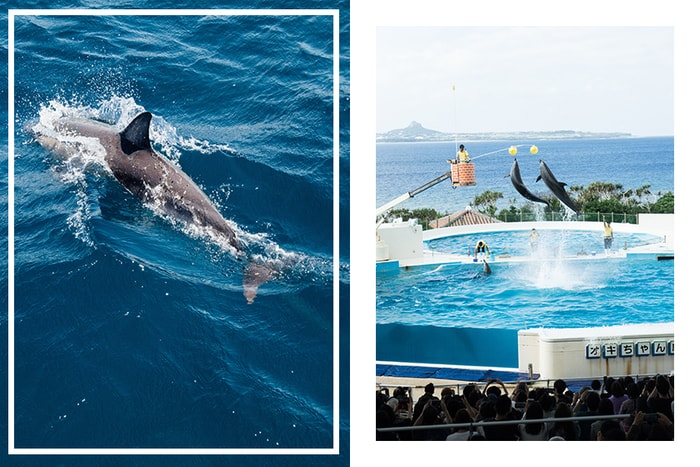 拒當幫兇！全球最大旅遊平台 TripAdvisor 霸氣宣布停售圈養鯨豚的遊樂設施門票！