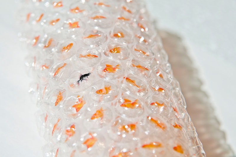 Goldfish bubble wrap HAFT DESIGN DAISUKE AKIYAMA design fun