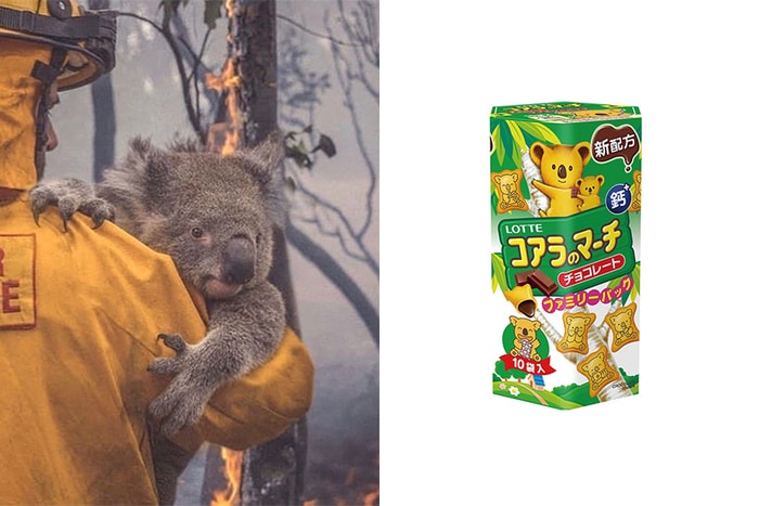 原來想救助澳洲火災而受害的無尾熊，最簡單方式就是多吃 Lotte 小熊餅乾！