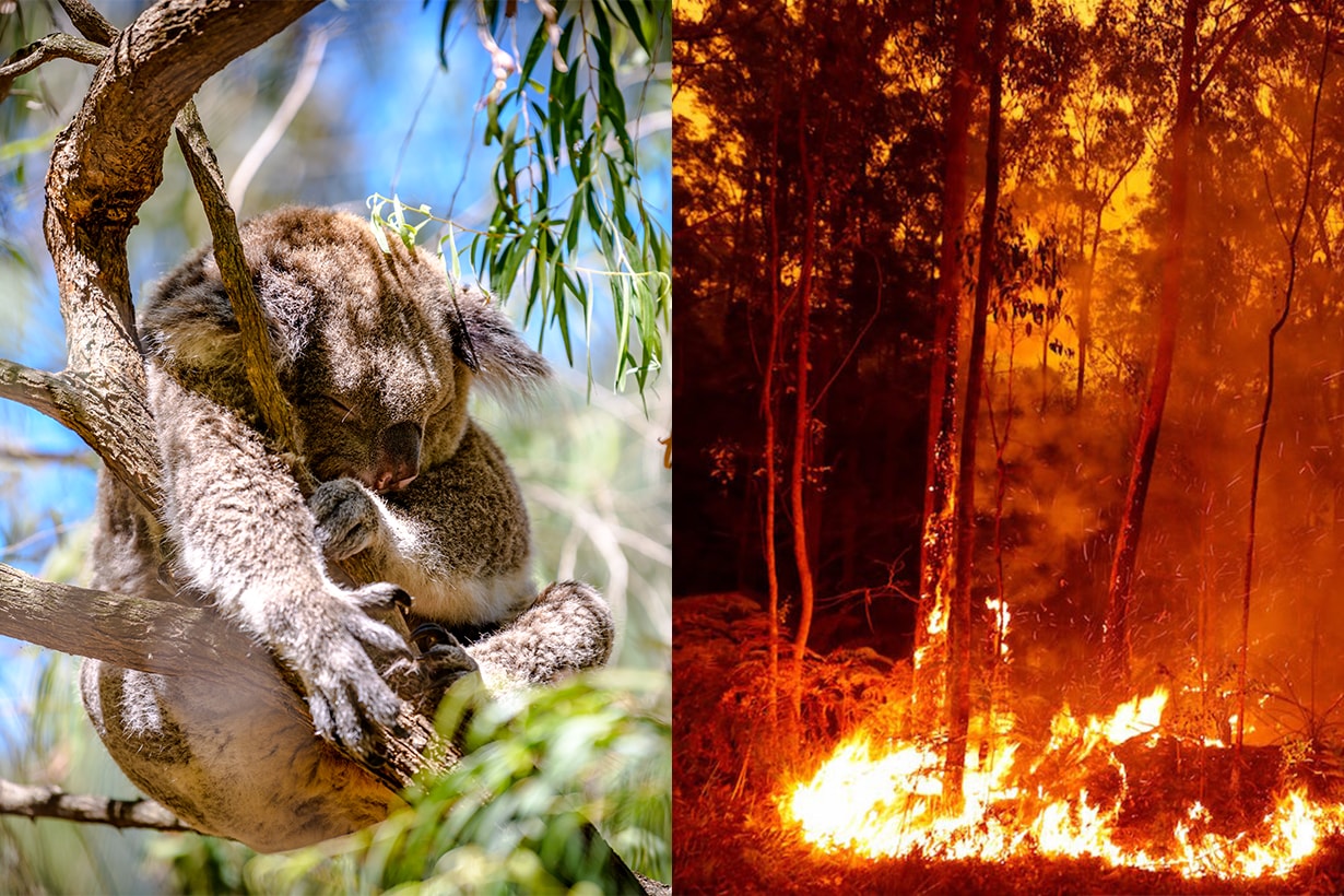 Australia Fire Koala