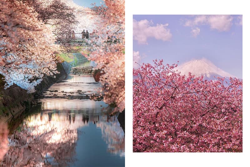 japan sakura prediction travel hotel
