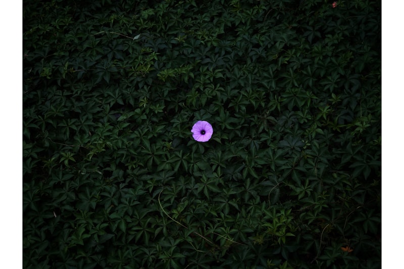 2020 13th iPhone Photography Awards IPPAWARDS