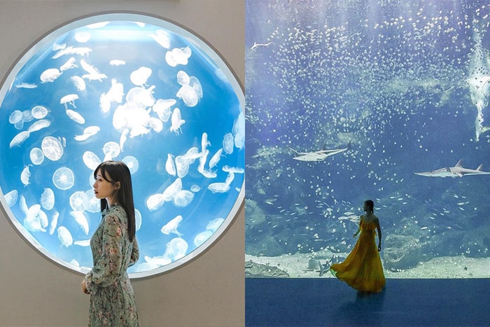 被稱為最美水族館：走入療癒的海底世界，來自日本的 Xpark 在台灣開幕了！