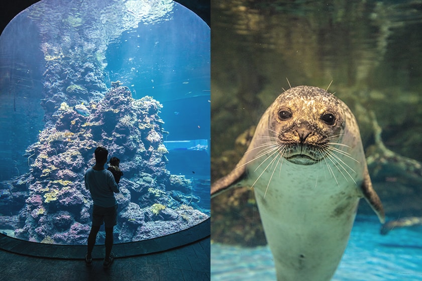 Sleepover in Aquarium Pingtung Taiwan