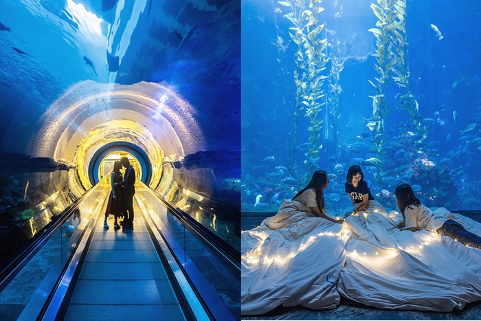 與夢幻海底世界共眠：美的讓人停不下相機快門的「夜宿海生館」體驗！
