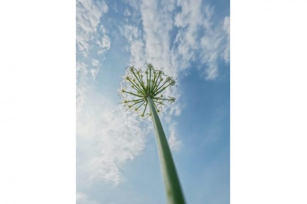 iphone 13 pro max photography real captured with camera test taiwan review