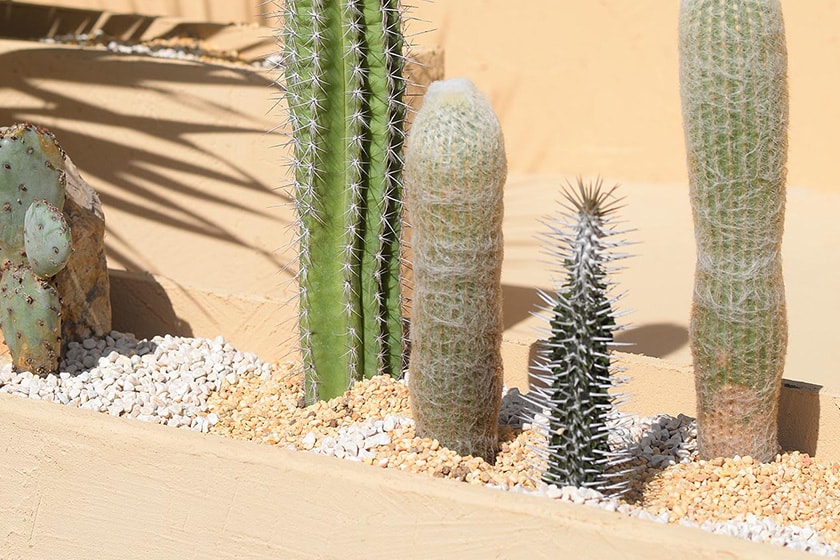 SUCCULAND Succulent plants Store Reopening