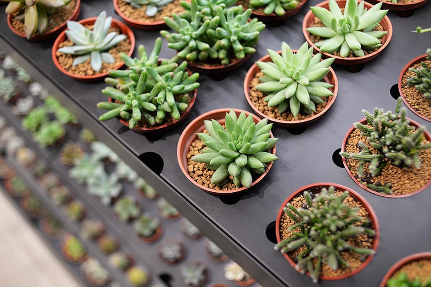 SUCCULAND Succulent plants Store Reopening