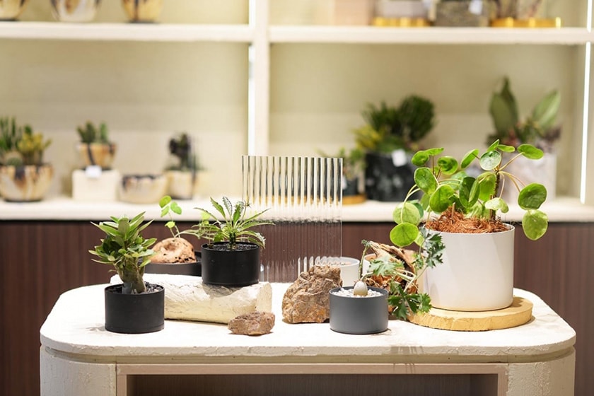 SUCCULAND Succulent plants Store Reopening