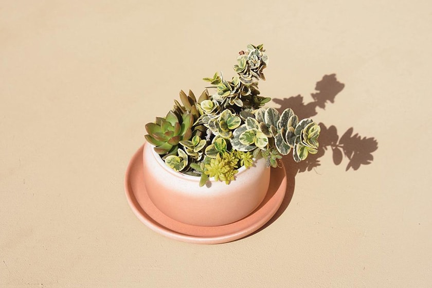 SUCCULAND Succulent plants Store Reopening