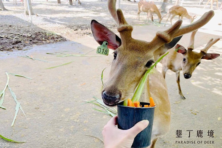 POPSPOTS Paradise Of Deer in Kenting