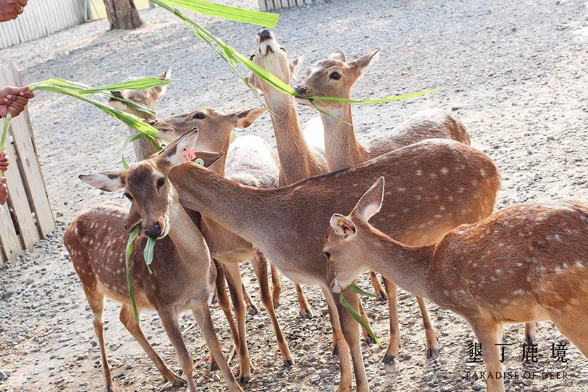 POPSPOTS Paradise Of Deer in Kenting