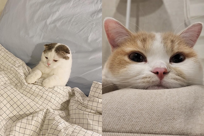 six Cat Instagram account from Japan Korea 2022 