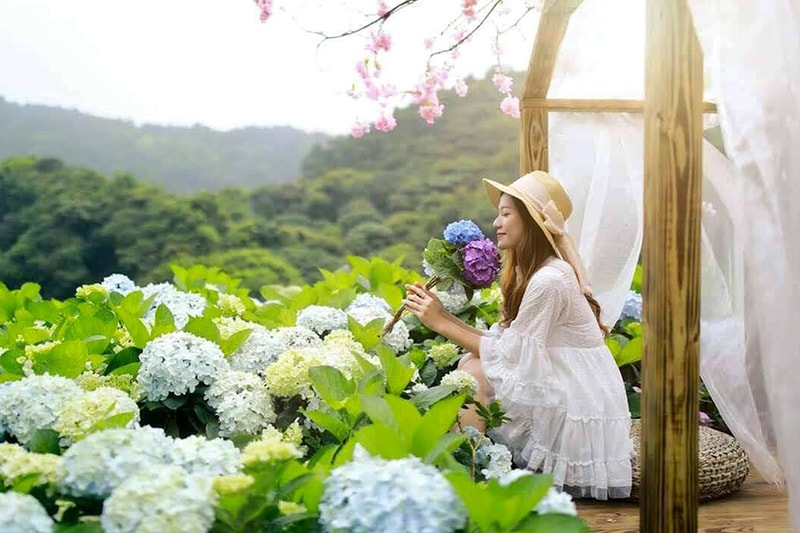 Taiwan Hydrangea season Hot Spot Yangmingshan Hsinchu