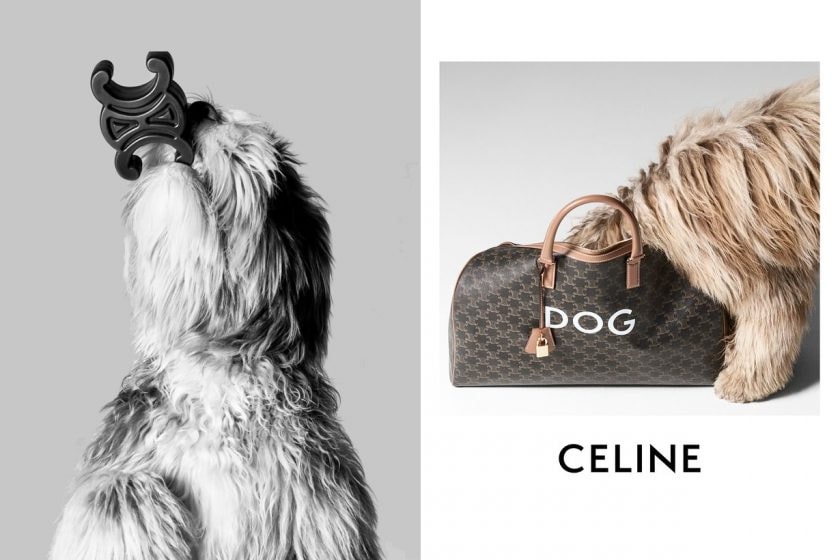 celine LA COLLECTION DE SELLERIE ET D'ACCESSOIRES POUR CHIENS 2022 june