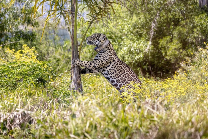 你不知道的勞力士：因為它的支持，首隻野生美洲豹在阿根廷國家公園誕生！