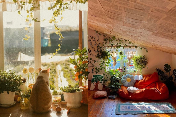 一生必去一次：越南隱世夢幻民宿，享受被貓咪與花卉包圍的「天堂」！