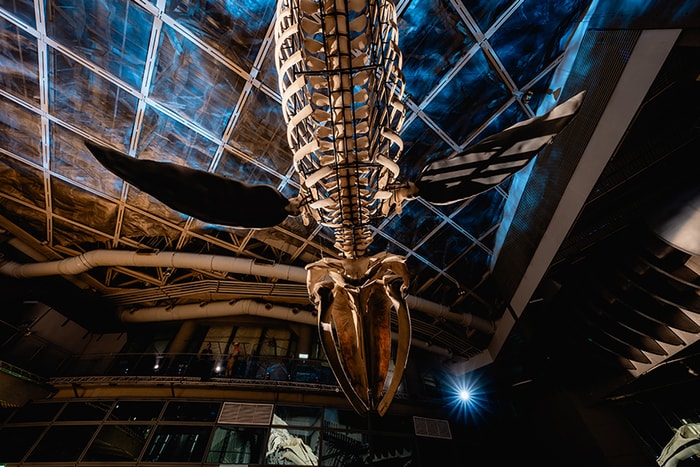 初見美麗而神秘的藍鯨：經歷三年修復，終於登場的骨骼標本展「巨鯨之路」！