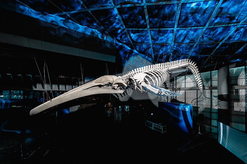 National Museum of Marine Biology Aquarium musculus