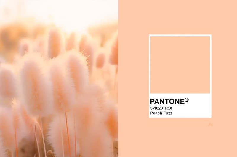 Pantone 以「Peach Fuzz 柔和桃」作為 2024 年度代表色,象徵溫暖而堅毅的陪伴!