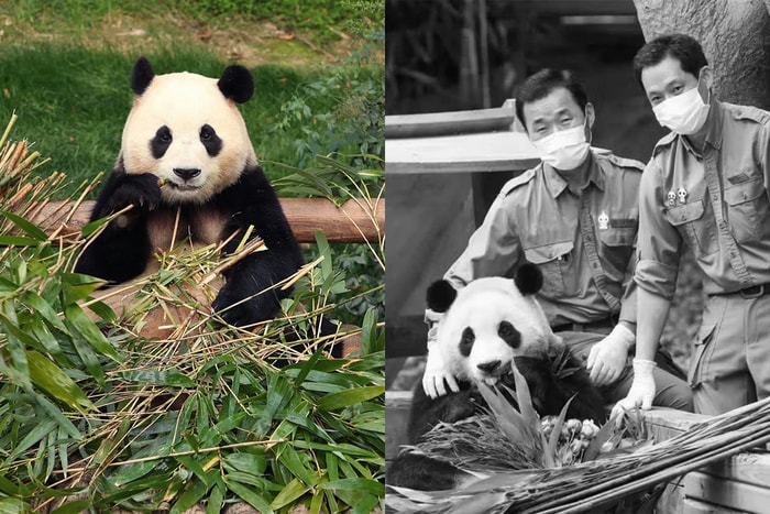 飼養員趴在車箱大哭一幕太揪心,大熊貓福寶旅居韓國的故事將被拍成電影!