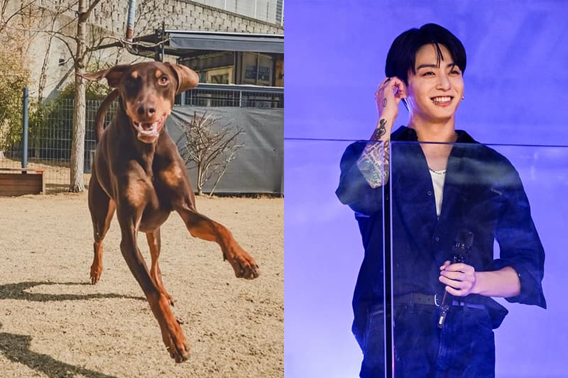 最新網紅狗狗登場!BTS 柾國為愛犬開新 IG,短短兩日粉絲數破 400 萬!