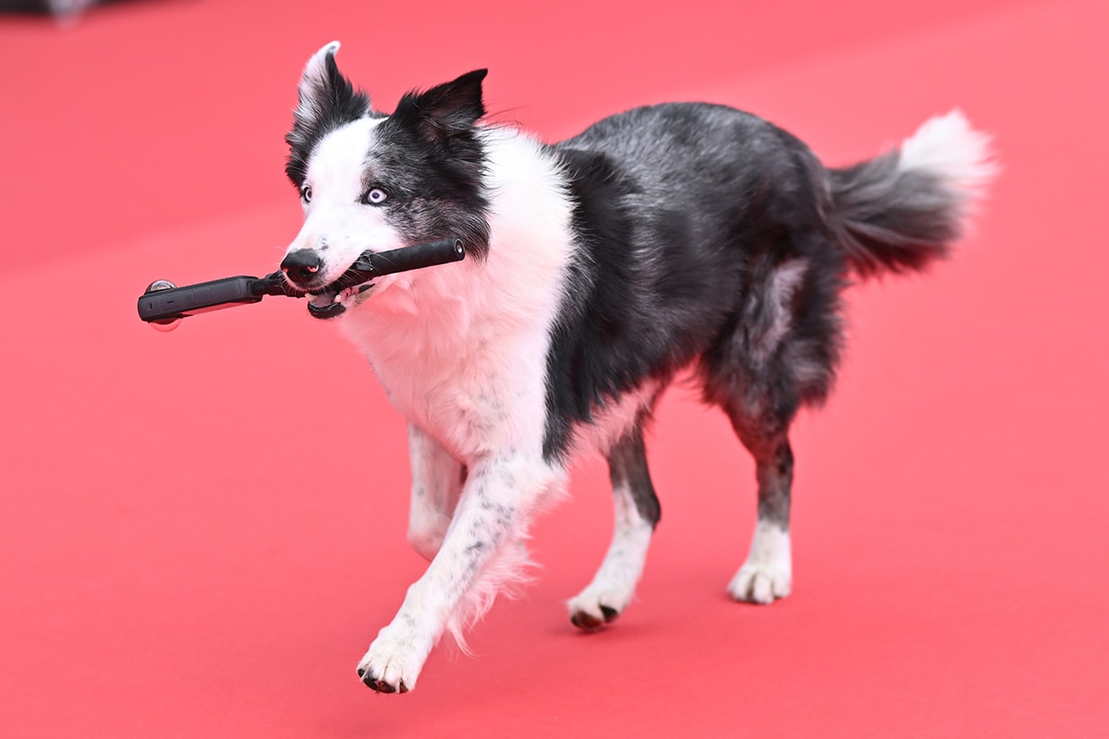 2024 Festival de Cannes 77 Anatomie dune Snoop chute Messi Red Carpet