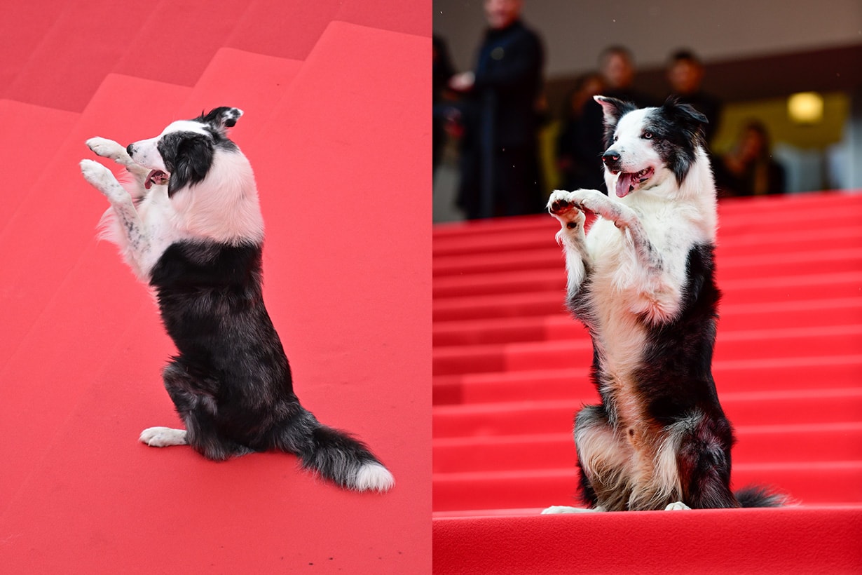 2024 Festival de Cannes 77 Anatomie dune Snoop chute Messi Red Carpet