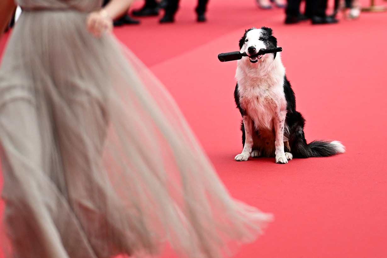 2024 Festival de Cannes 77 Anatomie dune Snoop chute Messi Red Carpet