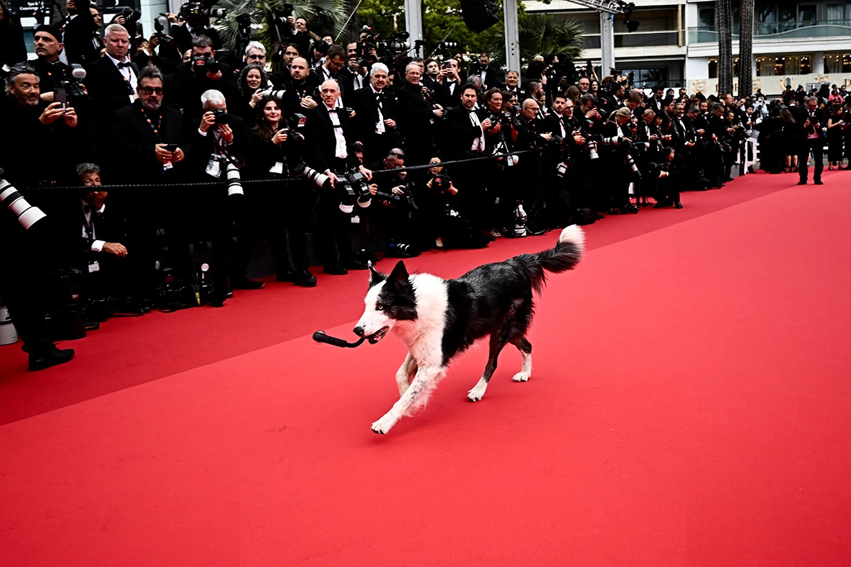 2024 Festival de Cannes 77 Anatomie dune Snoop chute Messi Red Carpet