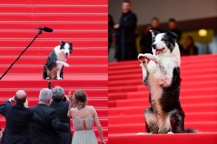 紅毯上一眾女星也輸給牠!坎城影展最可愛嘉賓:狗狗 Messi 搶走鎂光燈焦點!