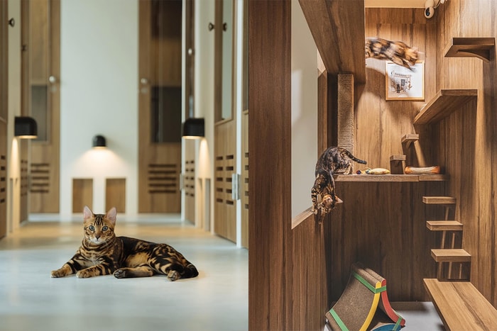 超豪華貓咪旅館:5 星級設備、24 小時看照系統,讓貓貓流連忘返!