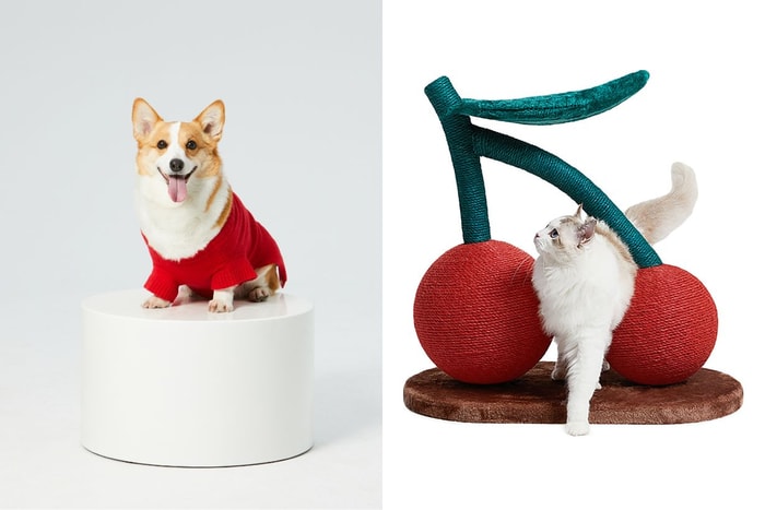 寵物控筆記下來:由洗澡、生活單品到飲食,幫毛孩從內到外的精緻打扮!