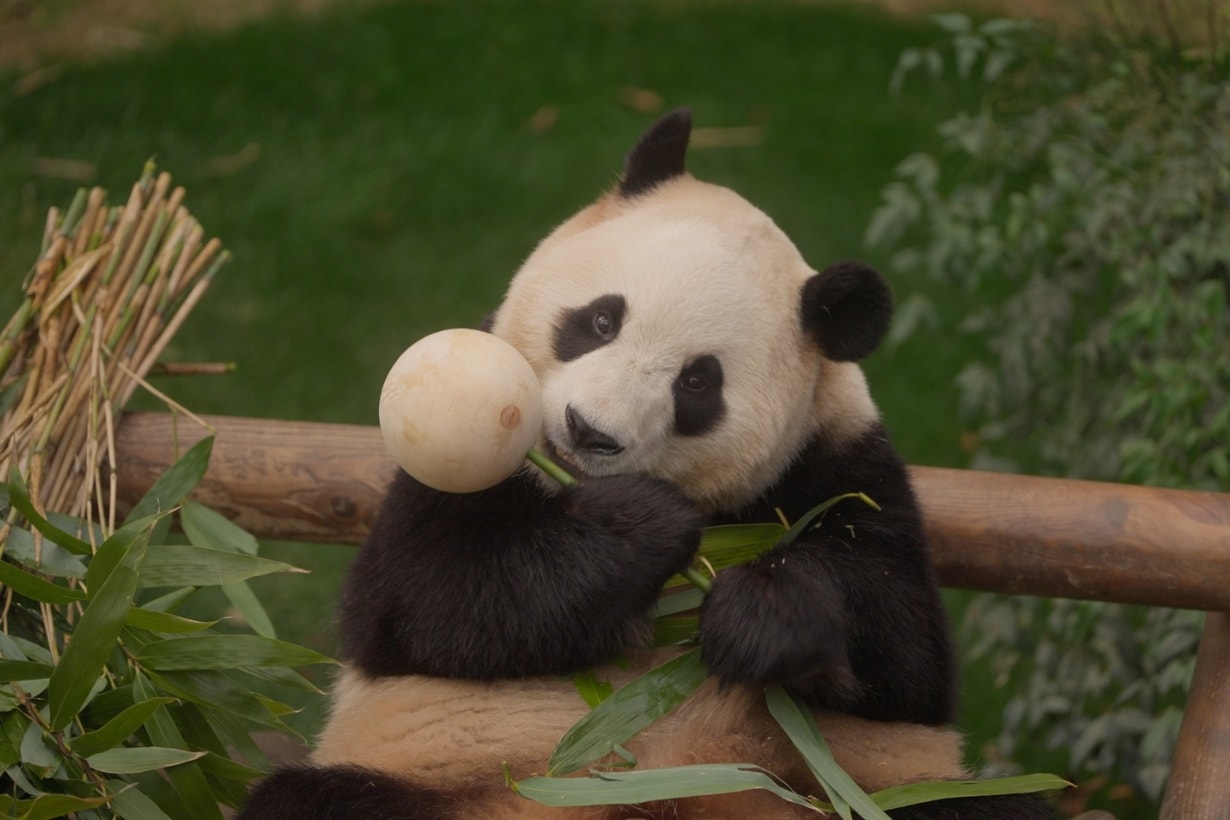 My Dearest Fu Bao Movie trailer release info