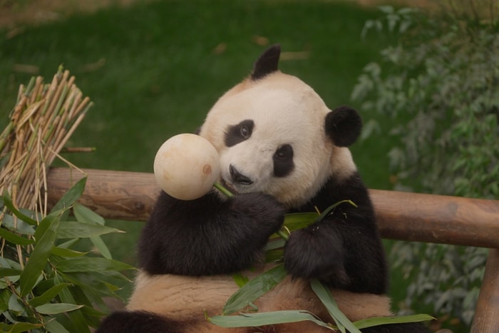 光是預告就催淚:《再見,福寶》記錄了全球最人氣熊貓,與飼養員爺爺的溫暖故事!