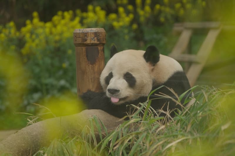 My Dearest Fu Bao Movie trailer release info